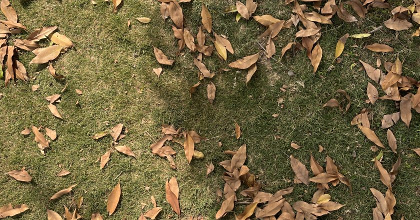 Fall: Nature’s Suicide